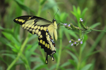 Giant Swallowtail